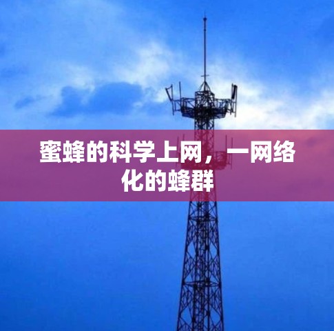 蜜蜂的科学上网，一网络化的蜂群